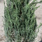 Borievka skalná (Juniperus scopulorum) ´BLUE ARROW´ - výška 125-150 cm, kont. C15L